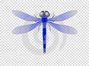 Color, realistic vector illustration of a dragonfly with transparent wings.
