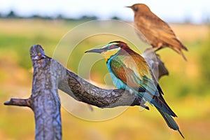 Color and red bird sitting on a branch with patterns