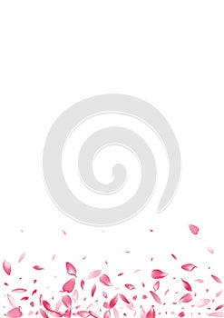 Color Sakura Petal Vector White Background. Pink