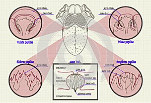 Color scheme types of buds human tongue