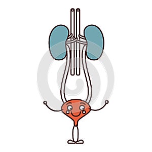 Color sections silhouette caricature renal system with urethra