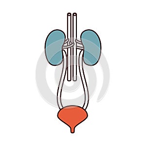 Color sections silhouette renal system with urethra