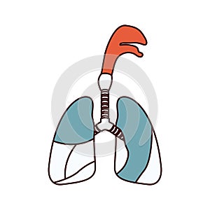 Color sections silhouette respiratory system with windpipe