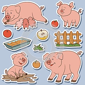 Color set of cute domestic animals and objects, vector pigs