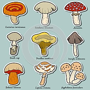 Color set of poisonous mushrooms