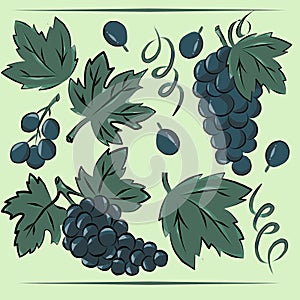 Color set of vine branches and grapes.