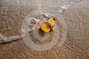 Color shot of sea shell on the golden sand of the beach