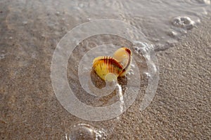 Color shot of sea shell on the golden sand of the beach