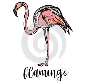 Color silhouette of a flamingo on a white background. Sketch drawing. Flat vector photo
