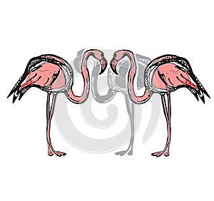 Color silhouette of a flamingo on a white background. Sketch drawing. Flat vector photo