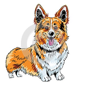 color sketch dog Pembroke Welsh corgi