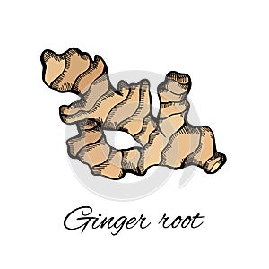 Color sketch of ginger root with the inscription on a white background. Engraving illustration with hatching. Healthy food. Vector
