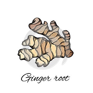 Color sketch of ginger root with the inscription on a white background. Engraving illustration with hatching. Healthy food. Vector
