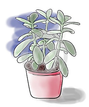 Color sketch of green Crassula plant in red pot on blue background, outline hand painted drawing