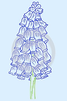 Color sketch of a muscari flower. Vector, blue garden flower