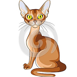 Color sketch of the red cat Abyssinian breed