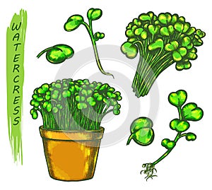 Color sketch of watercress salad plant or herb