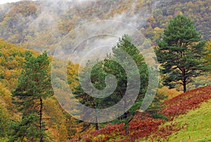 Color symphony in banat mountains,romania