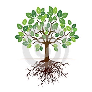 Color Tree and Roots. Vector Illustration.