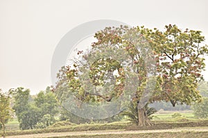 Color tree on spring time in india