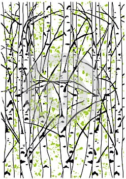 Color vector illustration of spring birch trees forest.