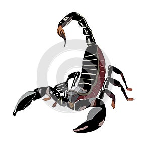 Color vector scorpion
