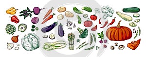 Color vegetables sketch. Hand drawn vintage organic products. Healthy vegetarian food set for package design and farm