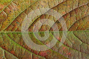 Color vegetative texture from a piece of a large leaf