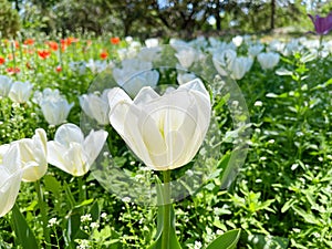 The color of white tulip is as white as snow, giving people a pure feeling