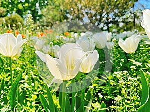 The color of white tulip is as white as snow, giving people a pure feeling