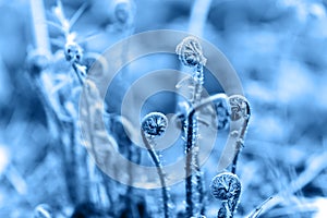 Fern fiddlehead unfurling with blue toned