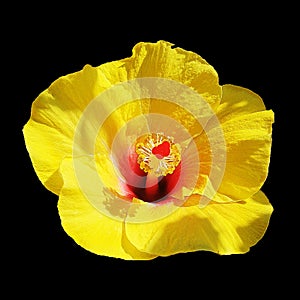 Color Yellow of Hibiscus flower   elegant texture