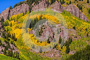 Colorado aspen autumn fall colors