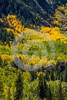 Colorado aspen autumn fall colors