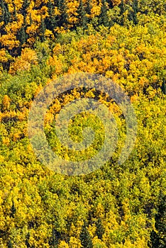 Colorado aspen autumn fall colors