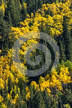 Colorado aspen autumn fall colors