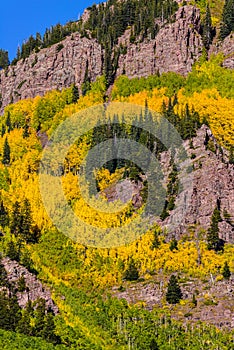 Colorado aspen autumn fall colors