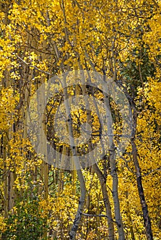 Colorado aspen autumn fall colors