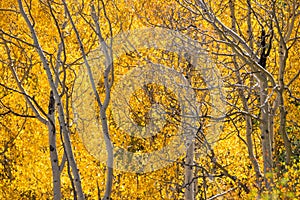 Colorado aspen autumn fall colors