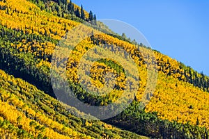 Colorado aspen autumn fall colors