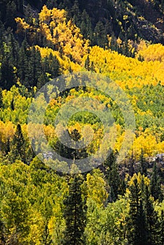 Colorado aspen autumn fall colors