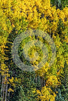 Colorado aspen autumn fall colors