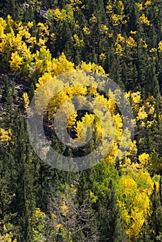 Colorado aspen autumn fall colors