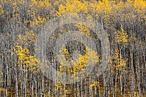 Colorado Aspen Forest in Fall #2