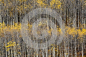 Colorado Aspen Forest in Fall #3