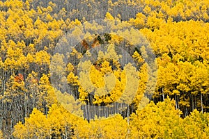 Colorado Aspen Forest in Fall #4