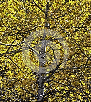 Colorado Aspen Tree in Fall Colors.