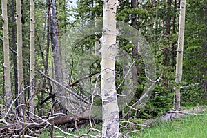 Colorado Aspen tree in a forest in the summer time