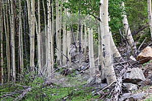 Colorado Aspen tree in a forest in the summer time