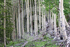 Colorado Aspen tree in a forest in the summer time